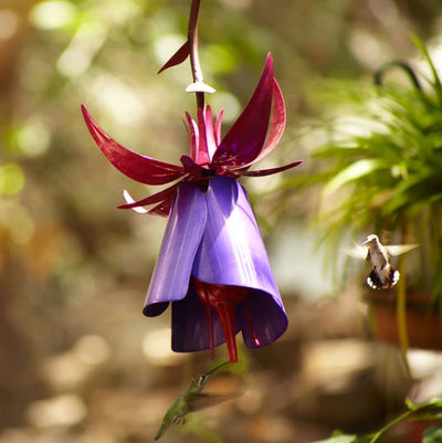 Sensation Pink Coneflower Bird Feeder